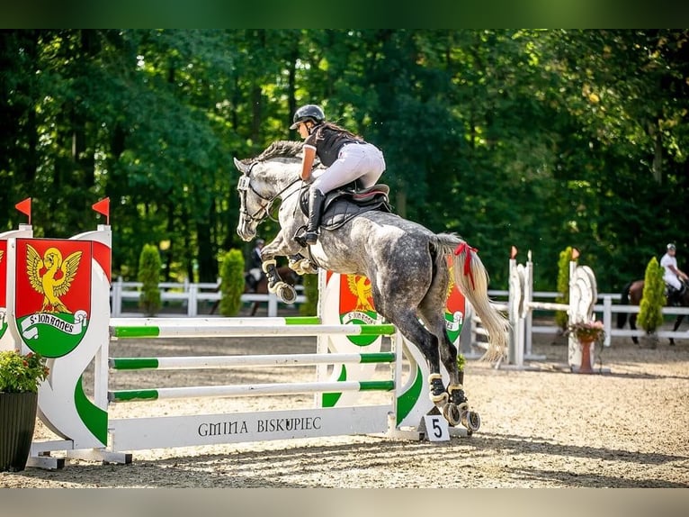 Polnisches Halbblut Stute 6 Jahre 175 cm Schimmel in Che&#x142;m&#x17C;a