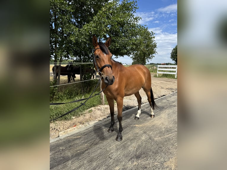Polnisches Halbblut Stute 6 Jahre Rotbrauner in Deszczno