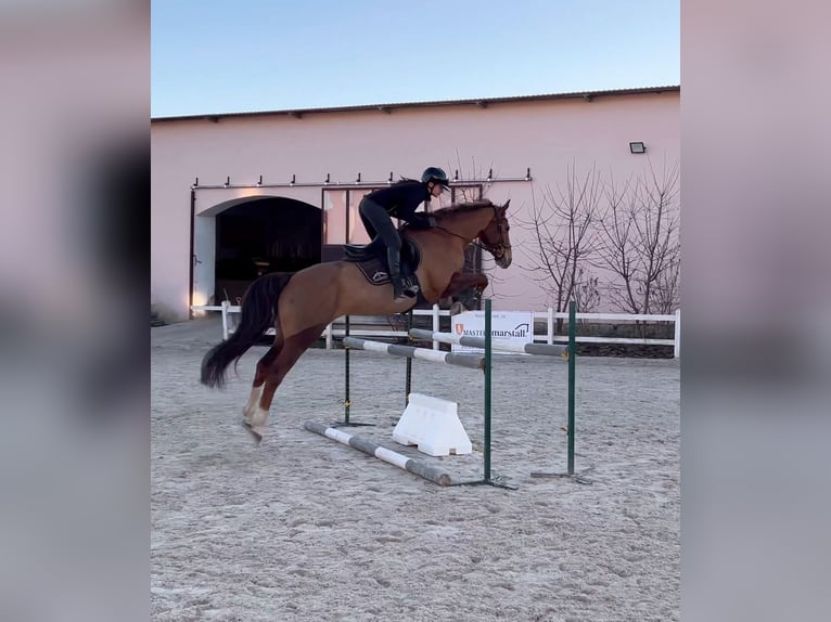 Polnisches Halbblut Stute 7 Jahre 162 cm Dunkelfuchs in Kłaczyna