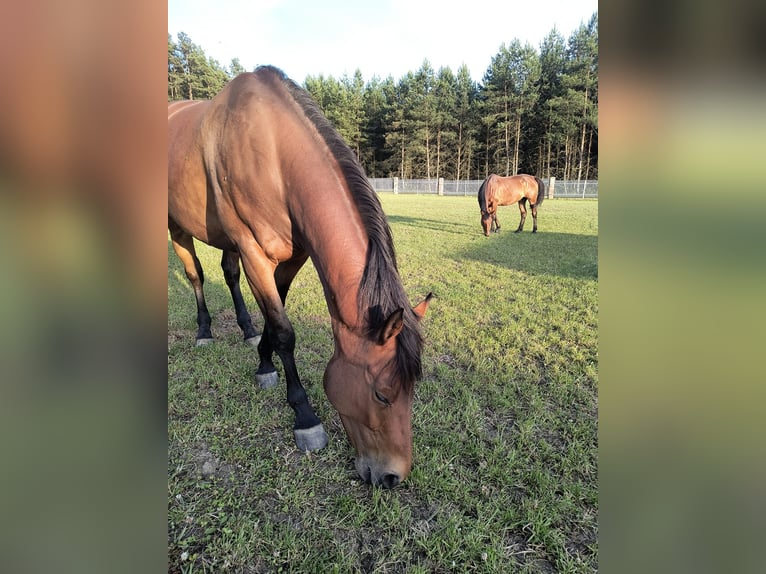 Polnisches Halbblut Stute 7 Jahre 163 cm Brauner in Kruszyna