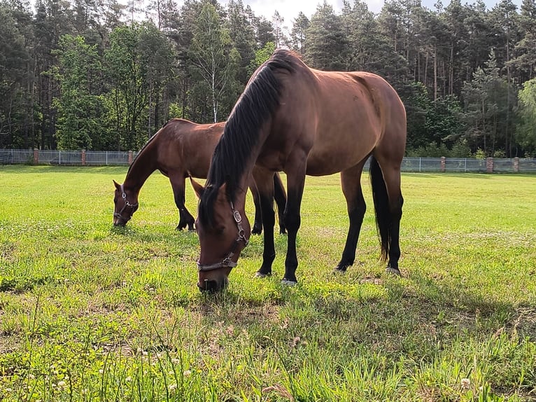 Polnisches Halbblut Stute 7 Jahre 163 cm Brauner in Kruszyna