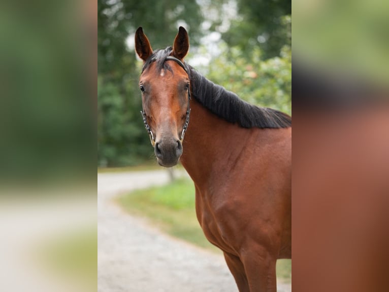 Polnisches Halbblut Stute 7 Jahre 166 cm Rotbrauner in Nowy Dzikowiec