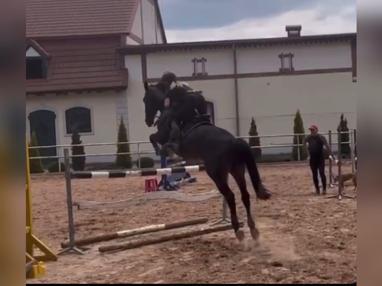 Polnisches Halbblut Stute 7 Jahre 167 cm Schwarzbrauner in Modrzewie