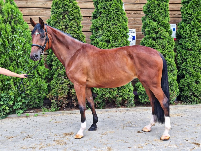 Polnisches Halbblut Stute 7 Jahre 170 cm Brauner in Bydgoszcz