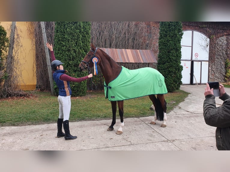 Polnisches Halbblut Stute 7 Jahre 170 cm Brauner in Bydgoszcz