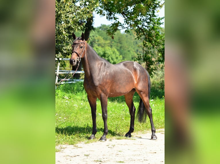 Polnisches Halbblut Stute 8 Jahre 160 cm Rotbrauner in Iwno