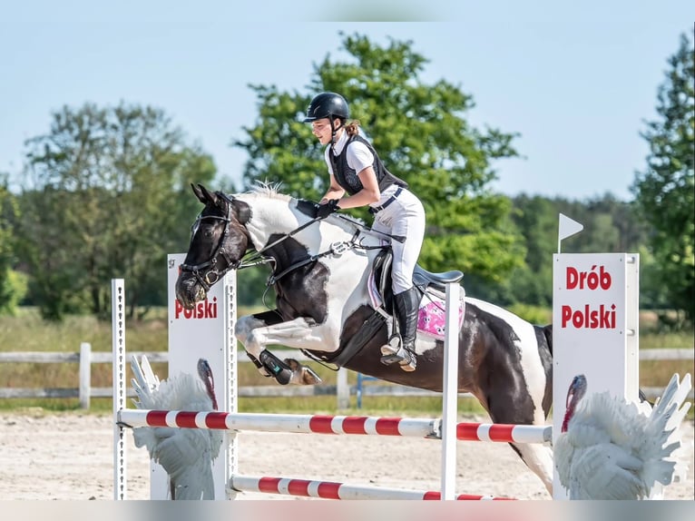 Polnisches Halbblut Stute 8 Jahre 164 cm Schecke in Słupca