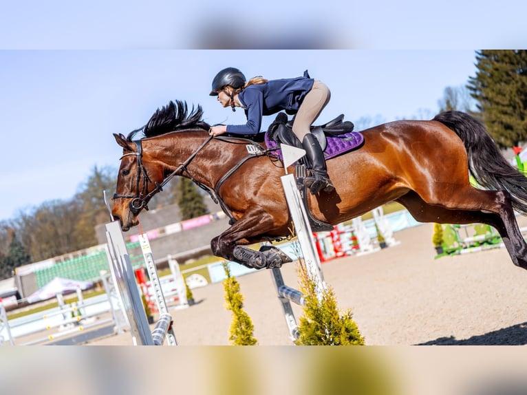 Polnisches Halbblut Stute 8 Jahre 165 cm Rotbrauner in Koluszki
