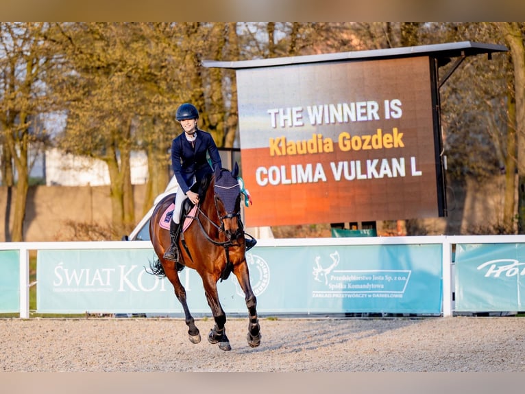 Polnisches Halbblut Stute 8 Jahre 165 cm Rotbrauner in Koluszki
