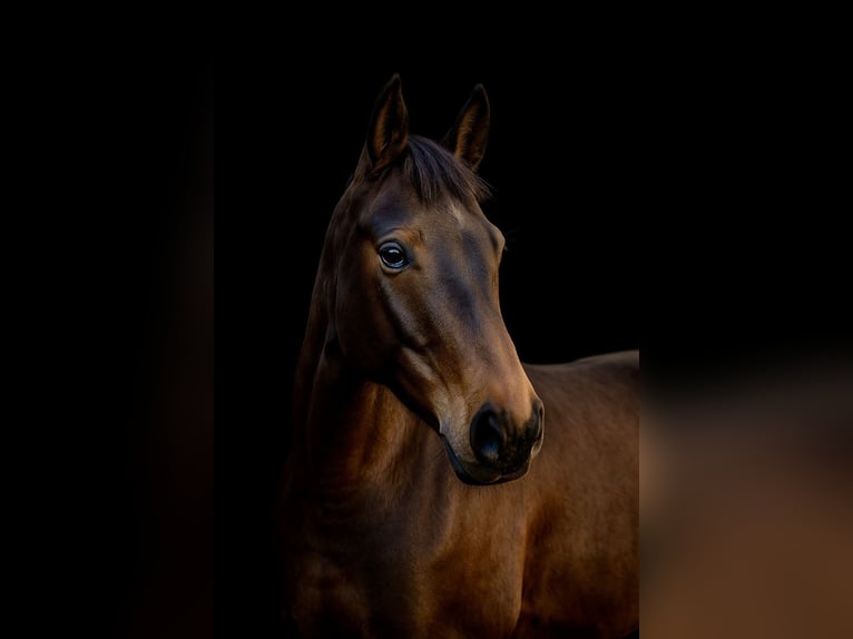 Polnisches Halbblut Stute 8 Jahre 165 cm Schwarzbrauner in Nowa Wieś