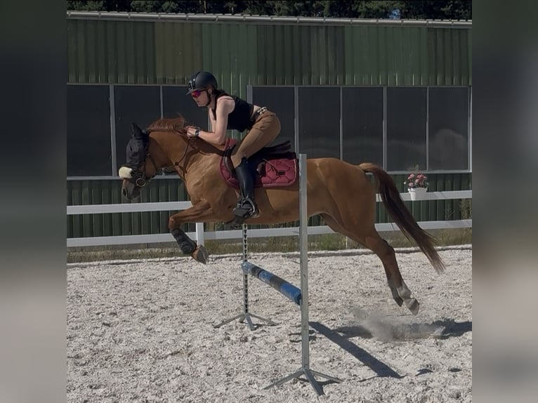 Polnisches Halbblut Stute 9 Jahre 147 cm Fuchs in Legnica