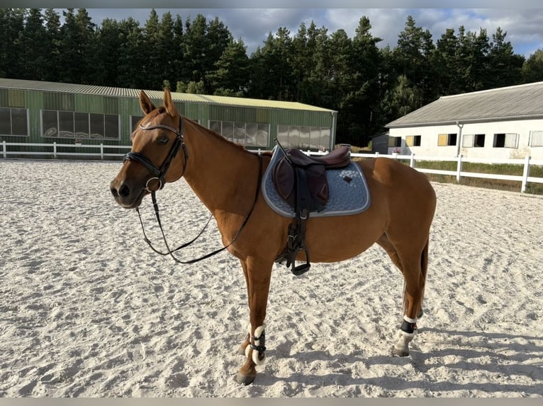 Polnisches Halbblut Stute 9 Jahre 147 cm Fuchs in Legnica