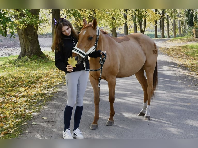Polnisches Halbblut Stute 9 Jahre 147 cm Fuchs in Legnica