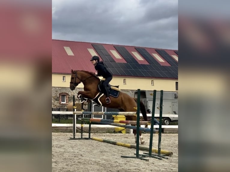 Polnisches Halbblut Stute 9 Jahre 147 cm Fuchs in Legnica
