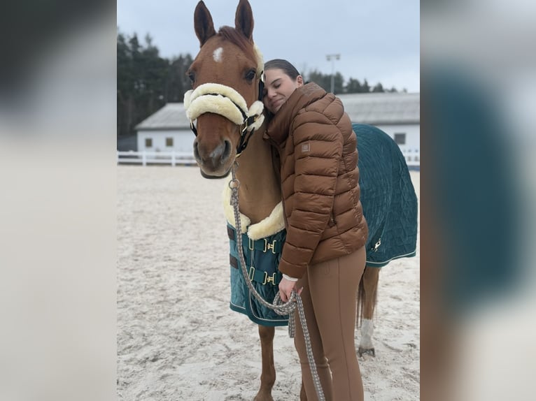 Polnisches Halbblut Stute 9 Jahre 147 cm Fuchs in Legnica