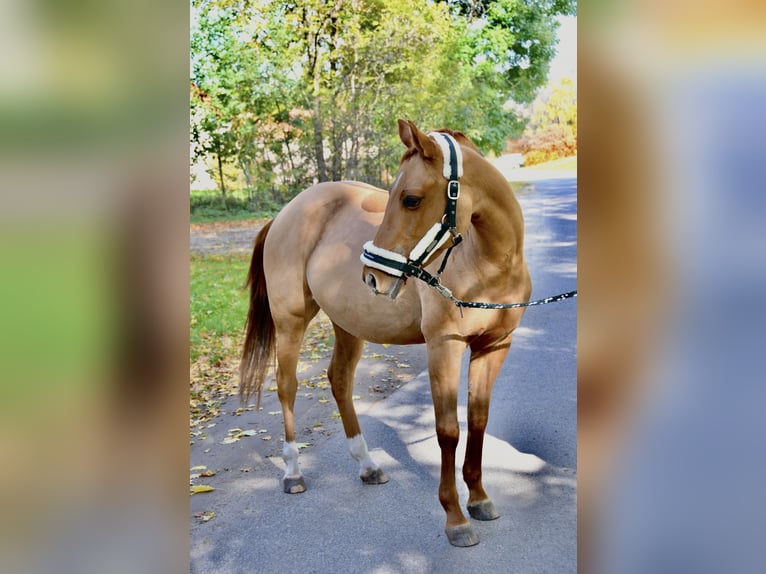 Polnisches Halbblut Stute 9 Jahre 147 cm Fuchs in Legnica