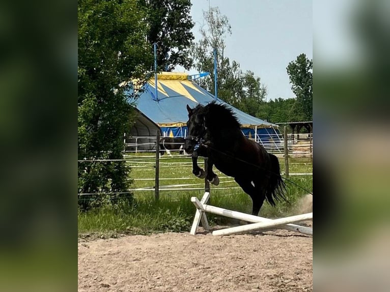 Polnisches Halbblut Stute 9 Jahre 160 cm Rappe in Haßloch