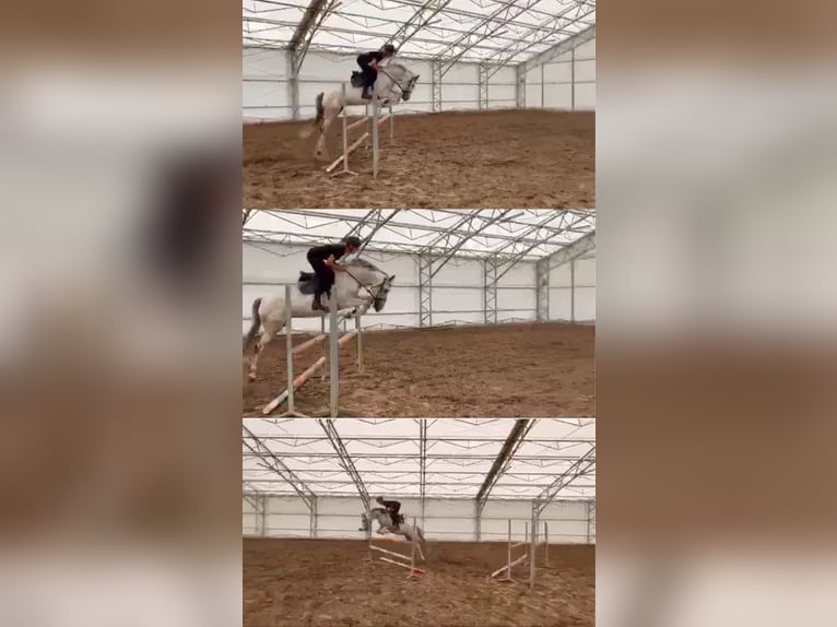 Polnisches Halbblut Stute 9 Jahre 160 cm Schimmel in mokre