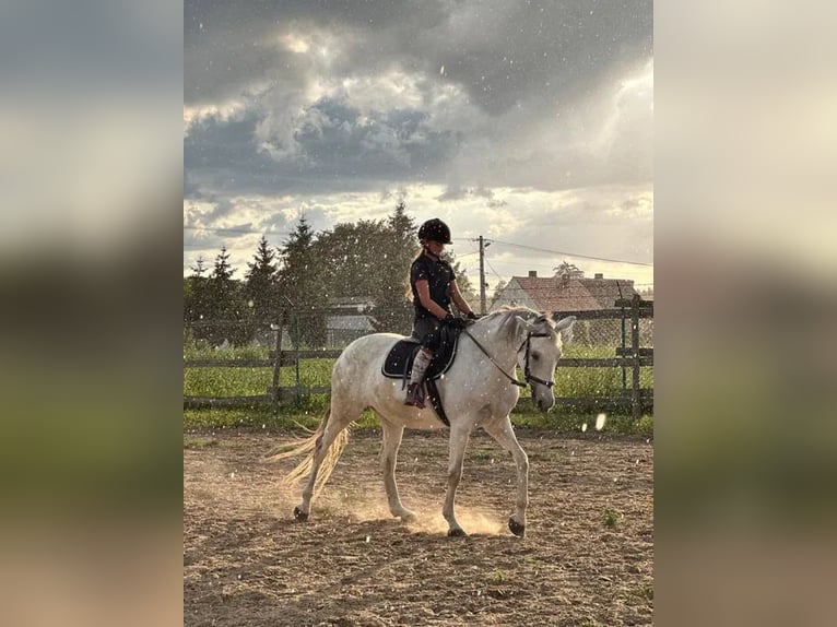 Polnisches Halbblut Stute 9 Jahre 160 cm Schimmel in mokre
