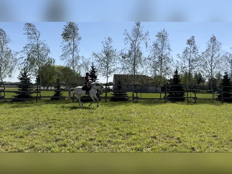 Polnisches Halbblut Stute 9 Jahre 160 cm Schimmel in mokre