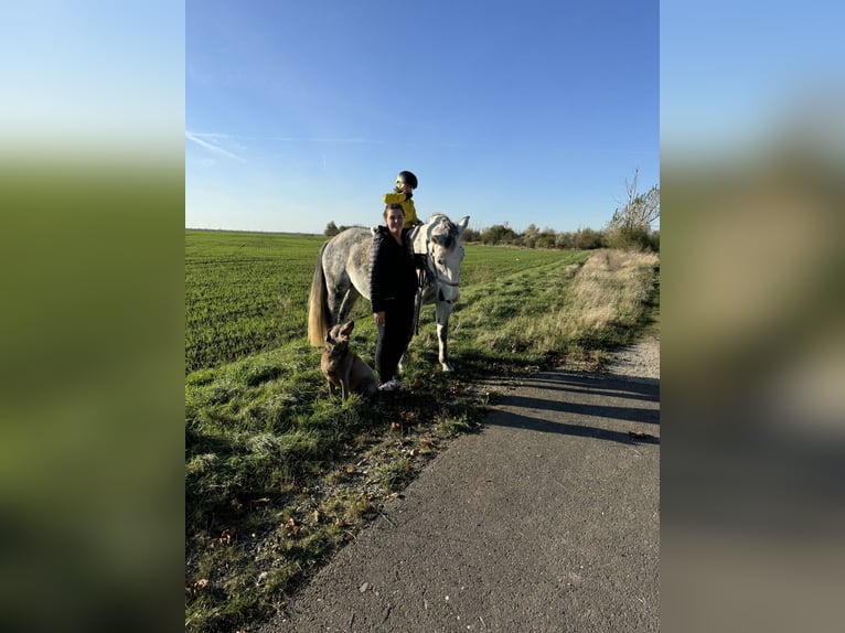 Polnisches Halbblut Stute 9 Jahre 161 cm  in Merseburg