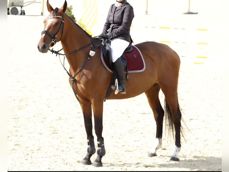 Polnisches Halbblut Stute 9 Jahre 164 cm Rotbrauner in Wągrowiec