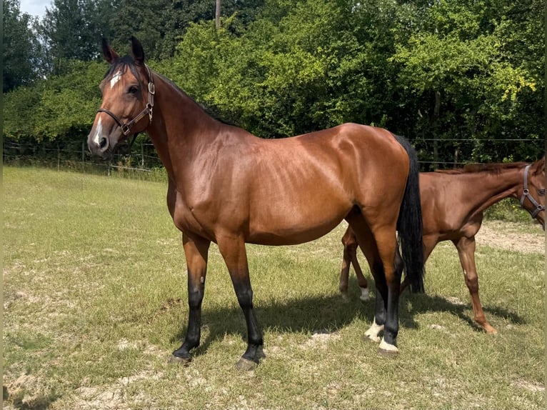 Polnisches Halbblut Stute 9 Jahre 168 cm Brauner in Brzyków