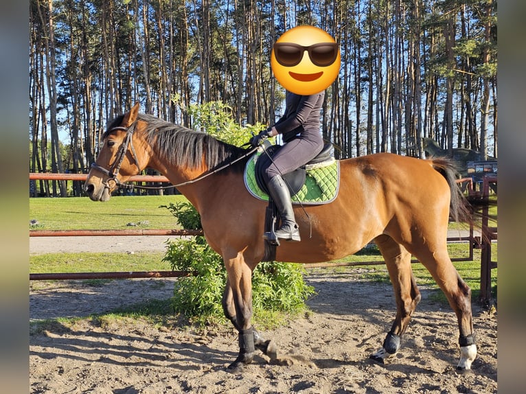 Polnisches Halbblut Stute 9 Jahre Brauner in Rekownica