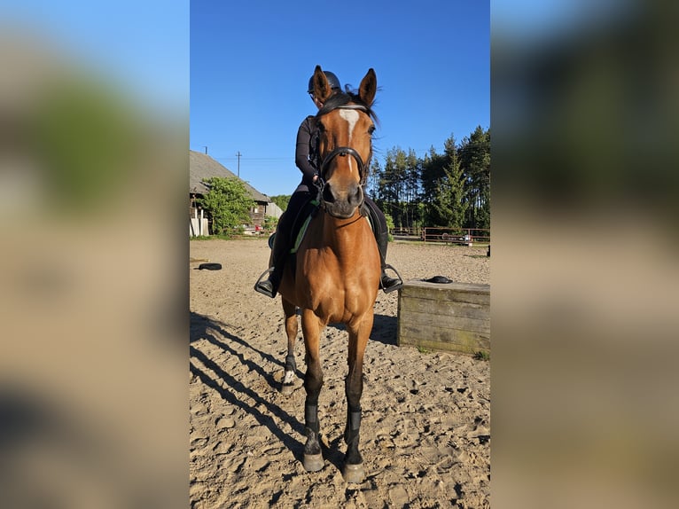 Polnisches Halbblut Stute 9 Jahre Brauner in Rekownica