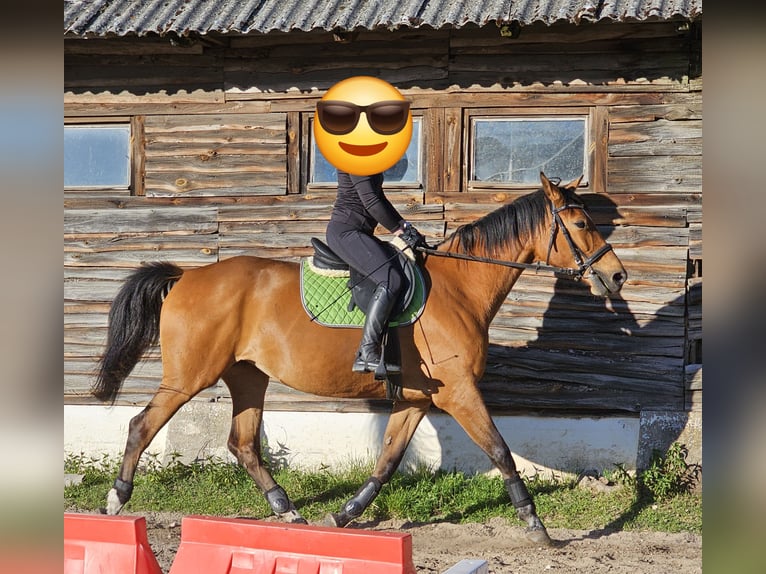Polnisches Halbblut Stute 9 Jahre Brauner in Rekownica