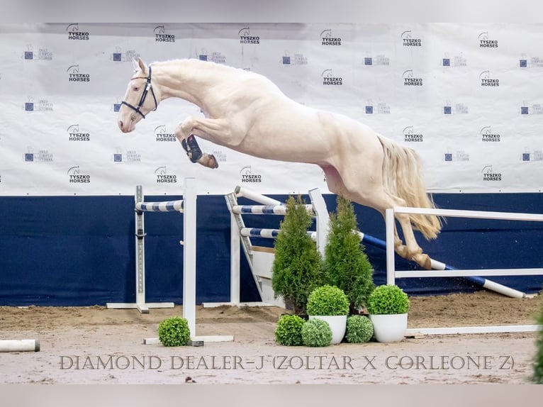 Polnisches Halbblut Stute  165 cm Cremello in Piecowice