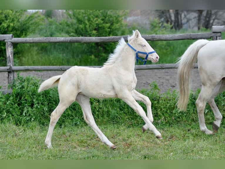 Polnisches Halbblut Stute  165 cm Cremello in Piecowice