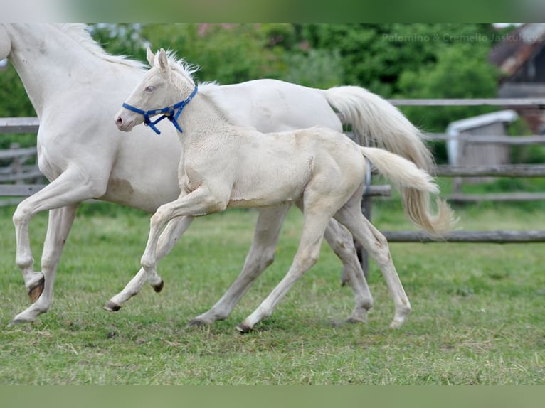 Polnisches Halbblut Stute  165 cm Cremello in Piecowice