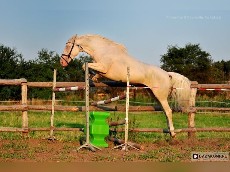 Polnisches Halbblut Stute  165 cm Cremello in Piecowice