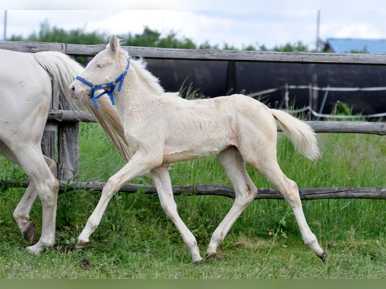 Polnisches Halbblut Stute  165 cm Cremello in Piecowice