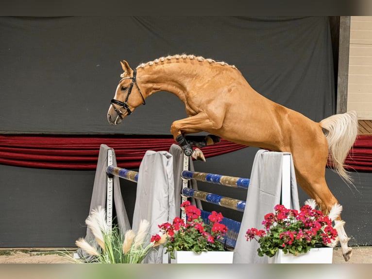 Polnisches Halbblut Stute  165 cm Cremello in Piecowice