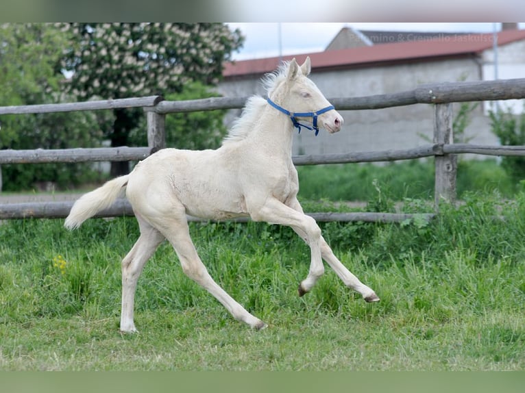 Polnisches Halbblut Stute  165 cm Cremello in Piecowice
