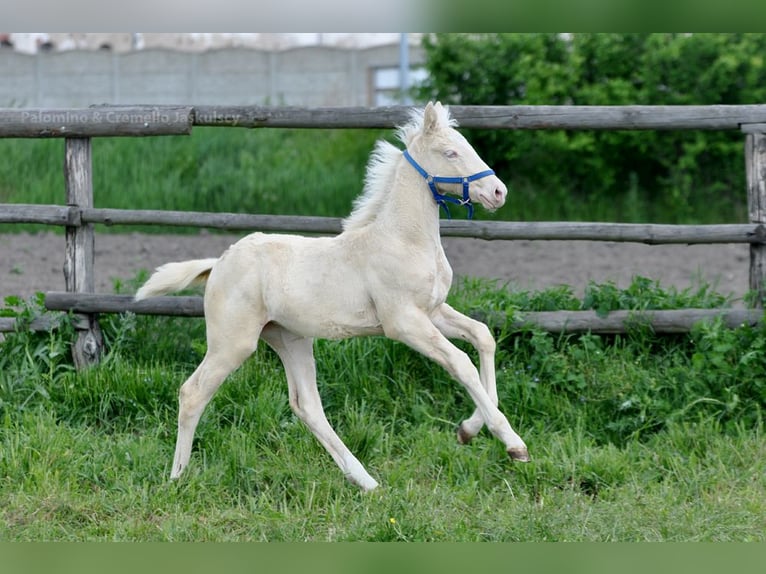 Polnisches Halbblut Stute  165 cm Cremello in Piecowice