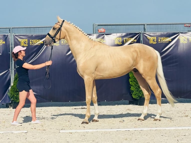 Polnisches Halbblut Stute  165 cm Cremello in Piecowice