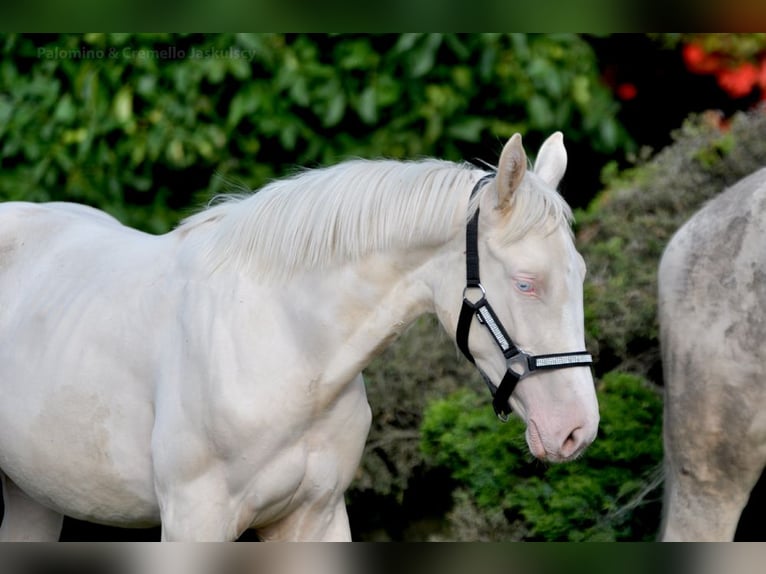Polnisches Halbblut Stute  165 cm Cremello in Piecowice