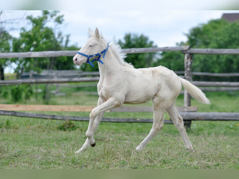 Polnisches Halbblut Stute  165 cm Cremello in Piecowice