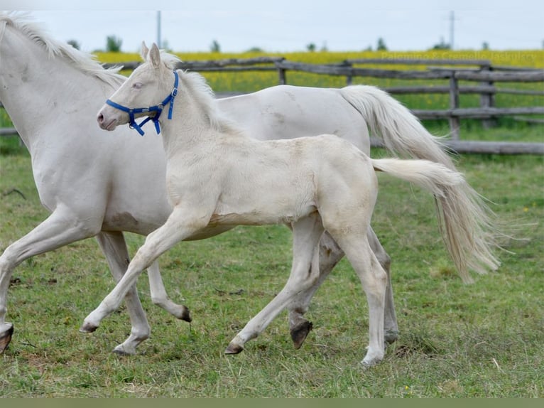 Polnisches Halbblut Stute  165 cm Cremello in Piecowice