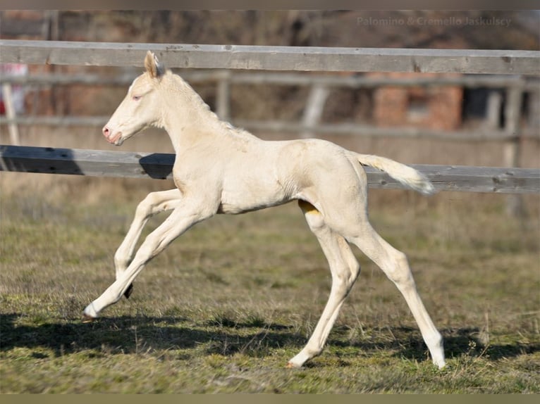 Polnisches Halbblut Stute  165 cm Cremello in Piecowice