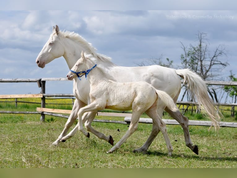 Polnisches Halbblut Stute  165 cm Cremello in Piecowice
