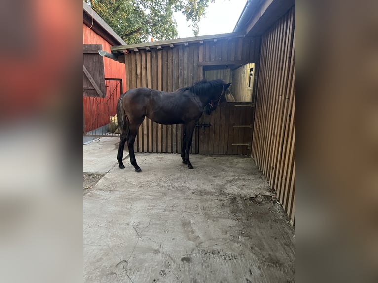 Polnisches Halbblut Stute Fohlen (03/2025) 165 cm Dunkelbrauner in &#x15A;widnica Lubuskie