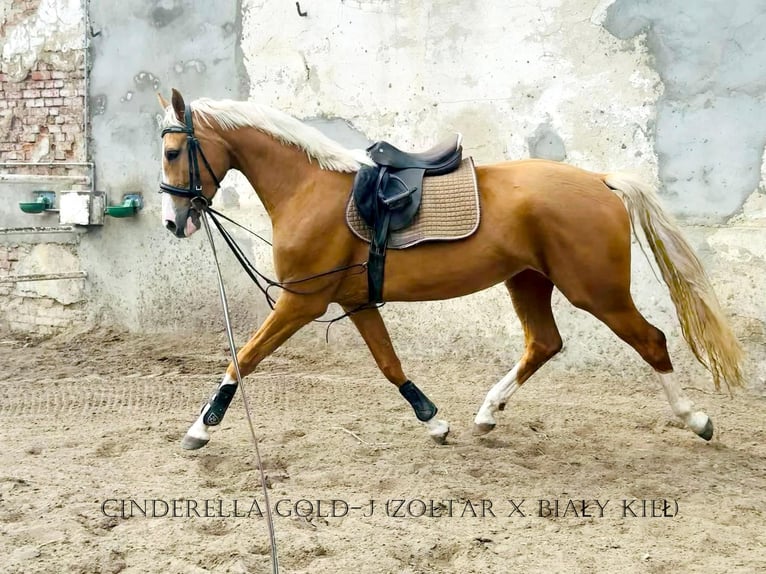 Polnisches Halbblut Stute Fohlen (04/2024) 165 cm Palomino in Kamieniec Wrocławski