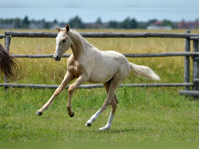Polnisches Halbblut Stute  167 cm Palomino in Piecowice