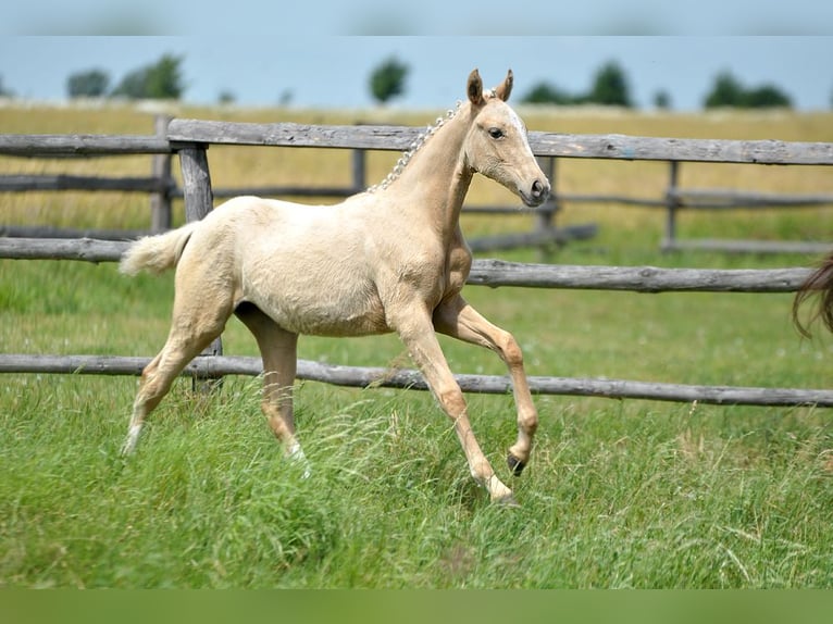 Polnisches Halbblut Stute  167 cm Palomino in Piecowice