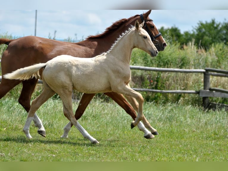 Polnisches Halbblut Stute  167 cm Palomino in Piecowice