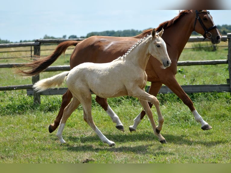 Polnisches Halbblut Stute  167 cm Palomino in Piecowice